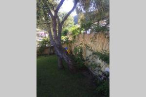 Chia Delizioso nido verde nel blu img29