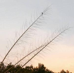 Coorg -Kunji Phad River View Homestay