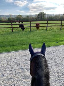 Maisons de vacances Gite du Haras de la vallee de REUX : photos des chambres
