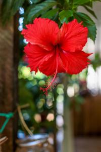 Pousada Leão Marinho