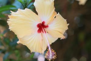 Pousada Leão Marinho