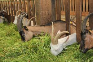 chevrerie de la huberdiere