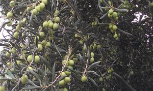 Goolgowi Highway Motel