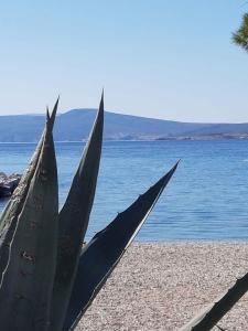 Apartment in Crikvenica 41041