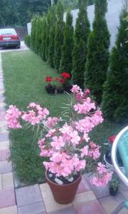 Holiday home in Keszthely - Balaton 39648