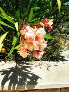 Apartment Rogoznica - Sibenik Riviera 36429