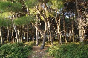 Holiday home in Pula - Istrien 11083