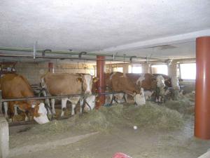 Apartments in Bruck am Ziller - Zillertal 857