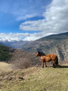 Apartaments casa Macia Roní