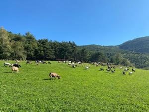 Apartaments casa Macia Roní