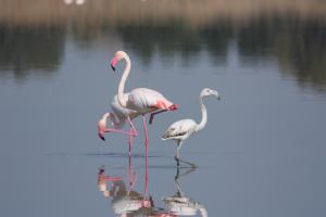 B&B La Dolce Vita img32