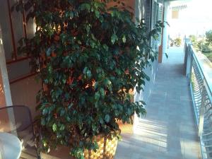 Apartment in Kaštel Sucurac with sea view balcony air conditioning WiFi 5851