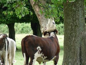 B&B / Chambres d'hotes L'Etape Normande : photos des chambres