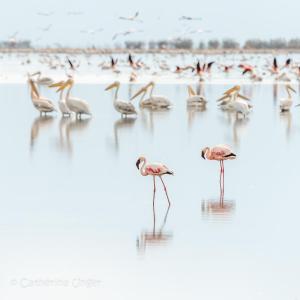 Lake Natron Maasai giraffe eco Lodge and camping