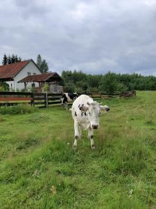 Jabłkowo- gospodarstwo agroturystyczne na skraju Puszczy Boreckiej