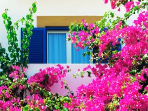 Standard Room with Garden View