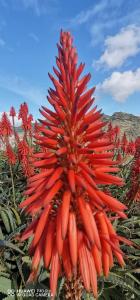 Sunny flat In Machico city