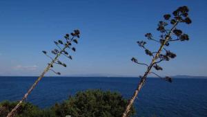 Apartment Okrug Gornji 32