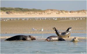 Nid DOpal - Berck sur mer au cœur du centre-ville