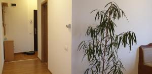 Observator Terrace Apartment