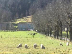 Maisons d'hotes Au mohair des Alpy : photos des chambres