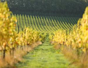 Superior Double Room room in Denbies Vineyard Hotel