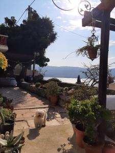 Holiday Dreamy Art Cottage with private courtyard and sea view Samos Greece