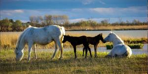 Bateaux Reves d'O en Camargue, clim reversible, parc naturel : photos des chambres