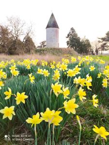 Domaine Moulin dElemiah