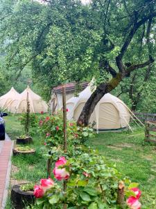 Glamping Zvjezdana dolina