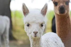 Freistehendes Landhaus Paco mit 2100qm eingezäuntes Grundstück, Kamin, Sauna und besuchen Sie die Alpakazucht in der Nachbarschaft - Bartenstein