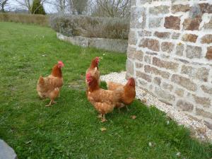 Maisons de vacances Gite La Rousseliere : photos des chambres