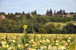 Jacuzzi, Hot Tub, and Sauna Retreat near Hévíz