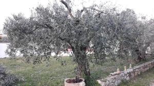 Maisons de vacances L'Olivette : photos des chambres