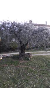 Maisons de vacances L'Olivette : photos des chambres