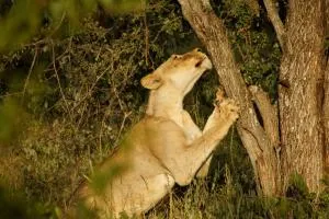 Baluleni Safari Lodge - Rezervace Balule