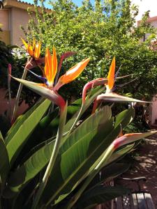 Affittacamere Ciro's House img20