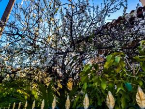 West Garden Achaia Greece