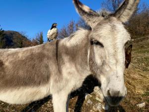 Maisons d'hotes La Ferme Rolland : photos des chambres