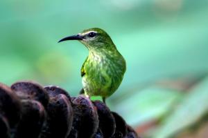 Selvita Lodge Arenal