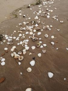 Campings Mobilhome Oleron simple et spacieux a 1min de l'Ocean : photos des chambres