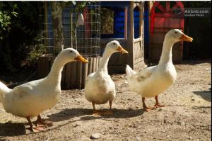 Trilocale Margine Rosso img86