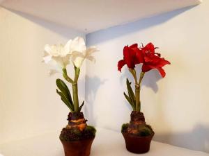 APARTAMENTO CORTADURA BEACH