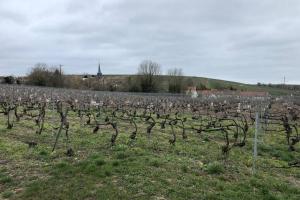 Appartements Le petit ecrin champenois : photos des chambres