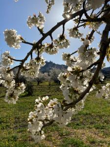B&B / Chambres d'hotes Rose : photos des chambres
