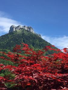 Chalets Le P'tit Chalet de la Fressine : photos des chambres