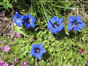 Ferienwohnung Springl