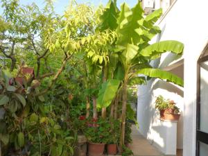 Angelo apartment, in the quiet part of Porec