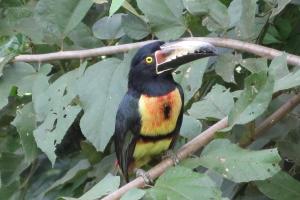New Hill top Home with a Beautiful Tropical View