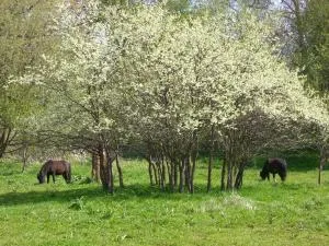 斯塔多赫恩公寓 - Wilhelmsfelde